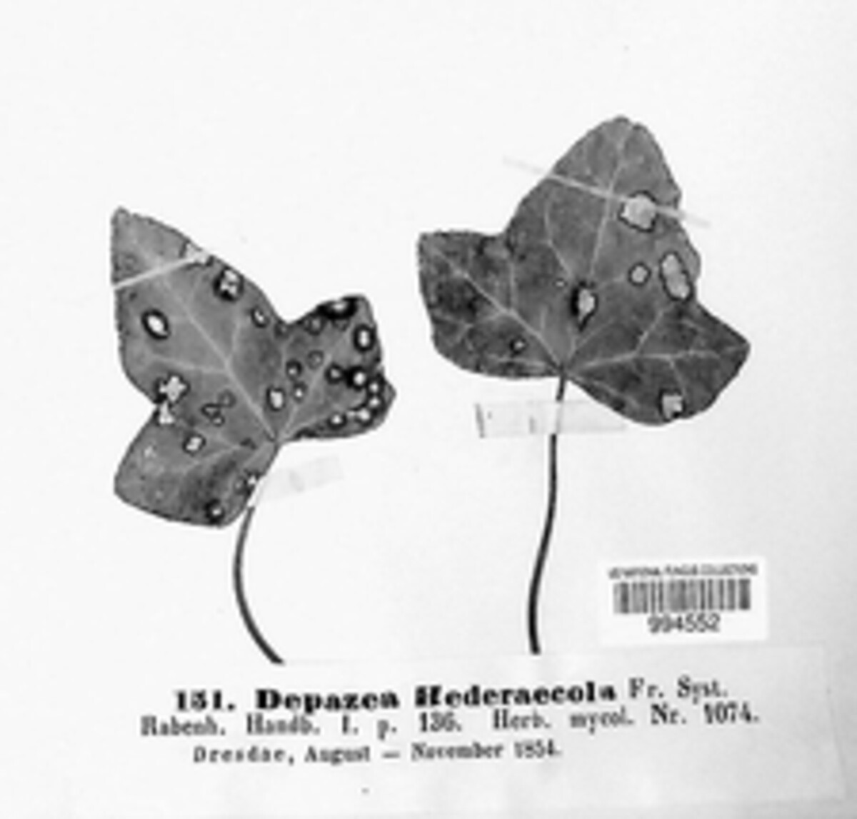 Depazea hedericola image
